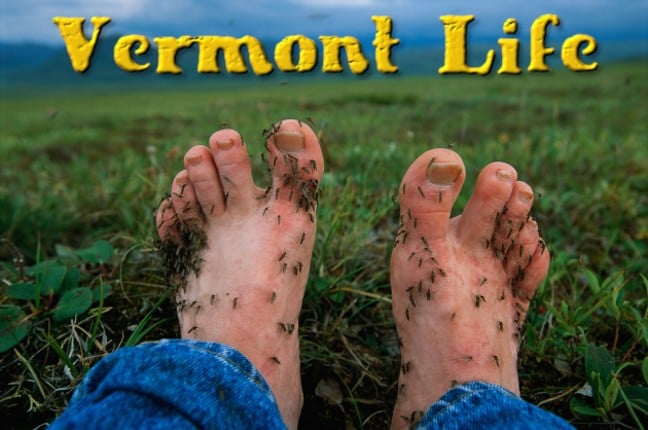 Vermont Life Game Cover