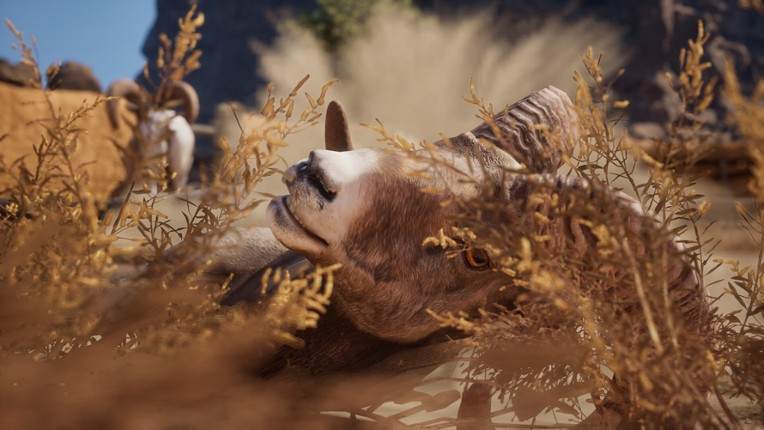 Ram Fights screenshot