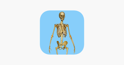 Skeletal System Quizzes Image