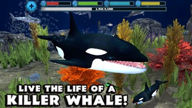 Orca Simulator Image