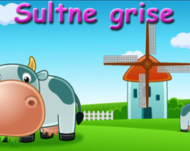 Sultne grise Image