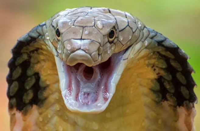 snake dice realissse snake dies Image