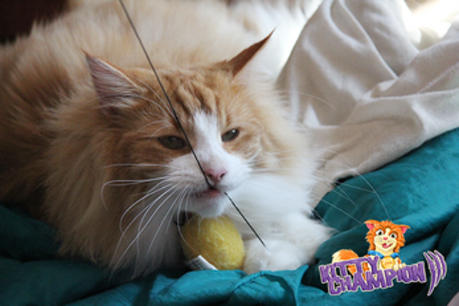 Kitty Champion screenshot