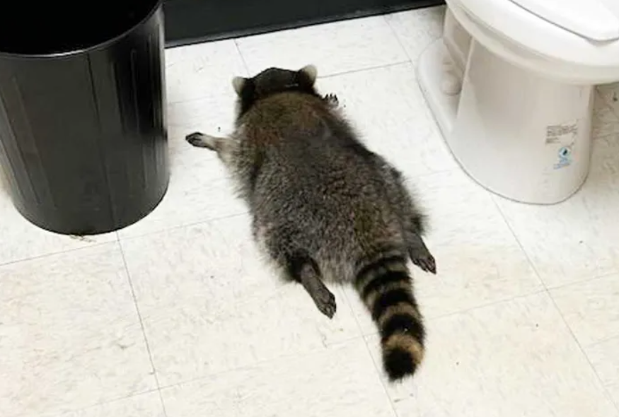 Games like Rakun rollect de rodonaldfrenchfry while drunk on raineken