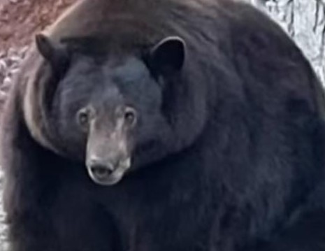 Games like Hank the Tank - Bitsy Exploration