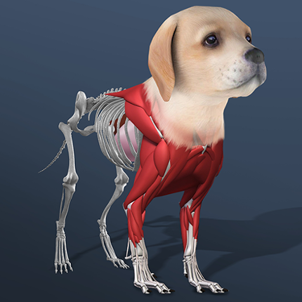 Idle Pet - Create cell by cell Image