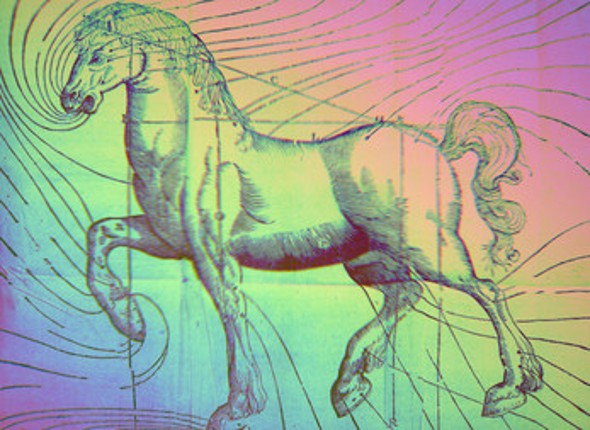 SPORTS HORSE 3.1 screenshot