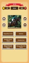 Horse Quiz Image