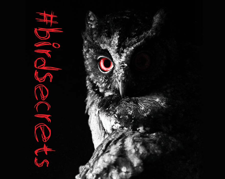 Games like #birdsecrets