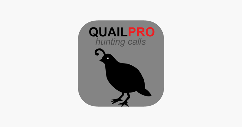 REAL Quail Sounds and Quail Hunting Calls Image