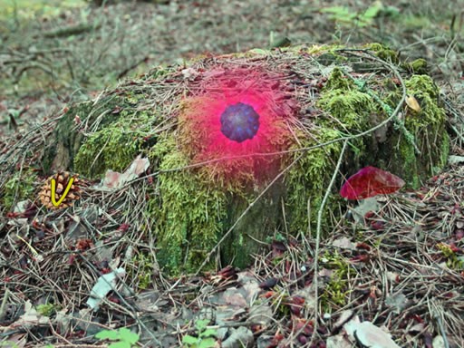 Games like Mysterious Password Forest - Autumn Edition 2