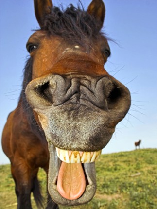 Animal Sounds Quiz  2016: Kids games screenshot