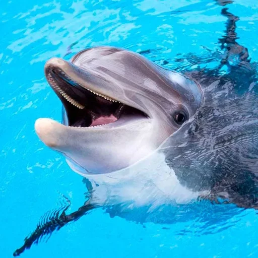 Games like The Dolphin