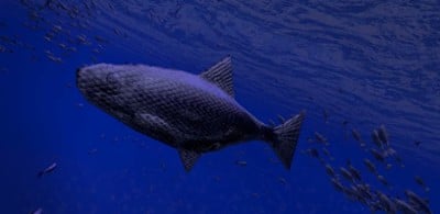 Be a Fish - VR Simulator Image