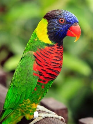 Animal Sounds Quiz  2016: Kids games screenshot