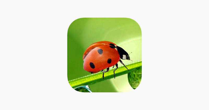 Animal Sounds Quiz  2016: Kids games Image