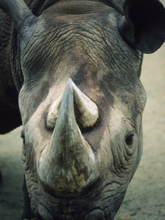 Animal Sounds Quiz  2016: Kids games screenshot