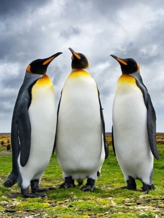 Animal Sounds Quiz  2016: Kids games Image