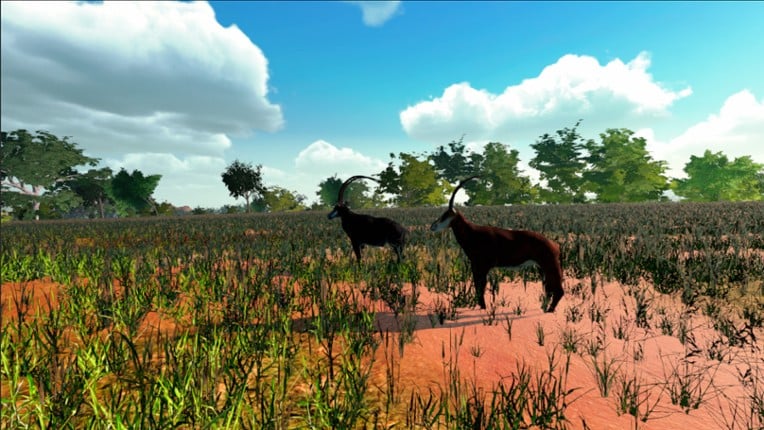 African Safari screenshot