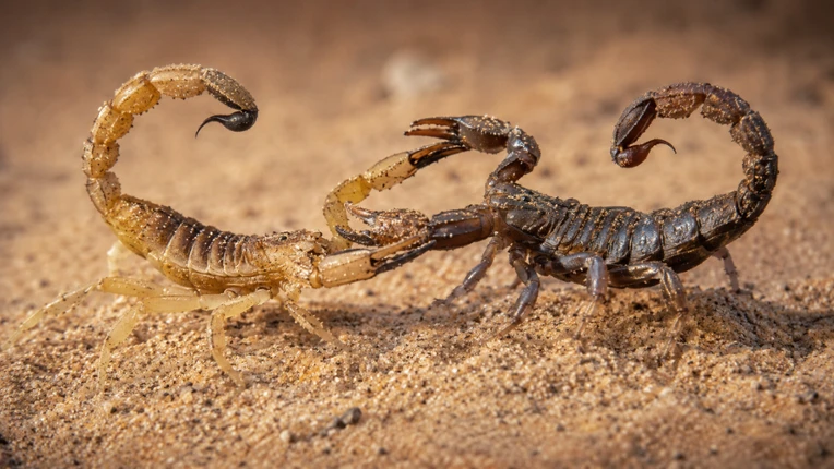 Puzzle Scorpions Image