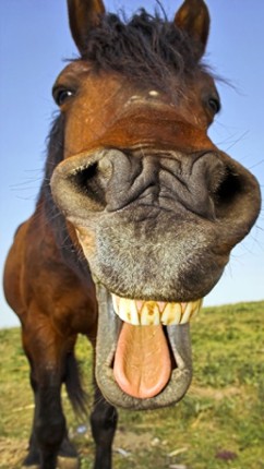 Animal Sounds Quiz  2016: Kids games screenshot