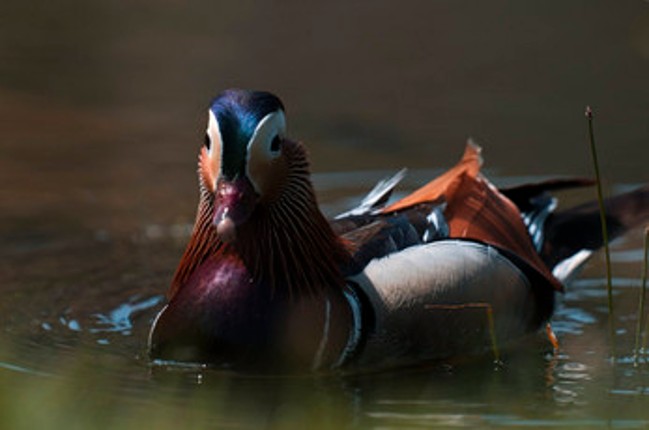Birding Grounds screenshot