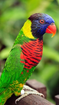 Animal Sounds Quiz  2016: Kids games screenshot