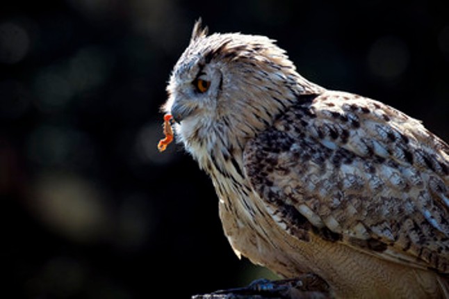 Birding Grounds screenshot