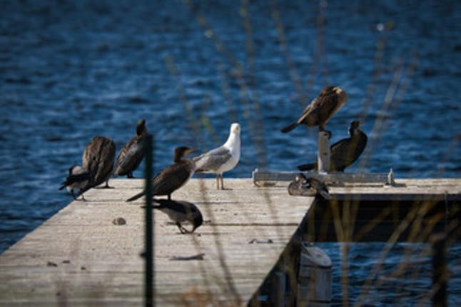 Birding Grounds screenshot