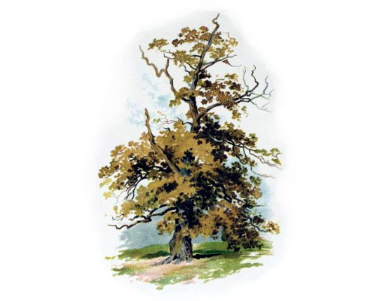 A Guide to Inglewood Forest Image