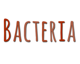 Bacteria Image