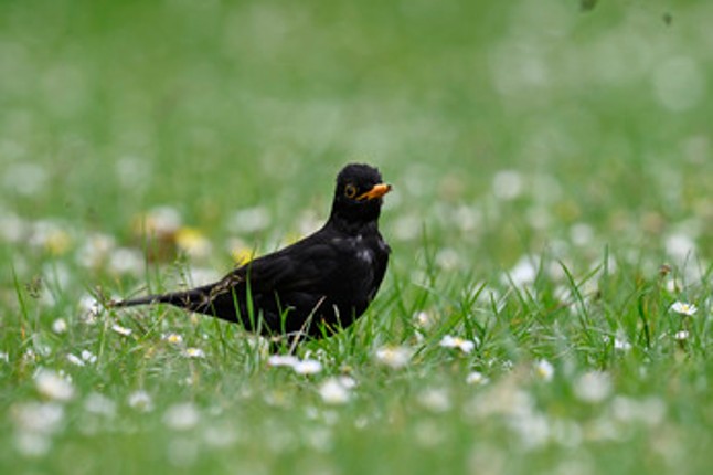 Birding Grounds screenshot