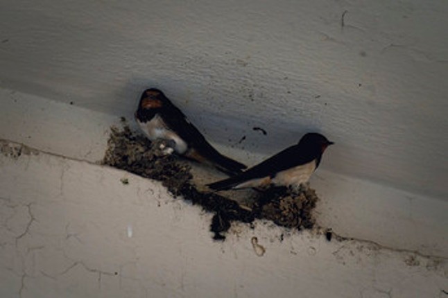 Birding Grounds screenshot