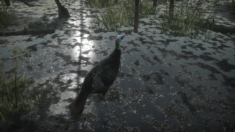 Pro Tukey Hunting Image