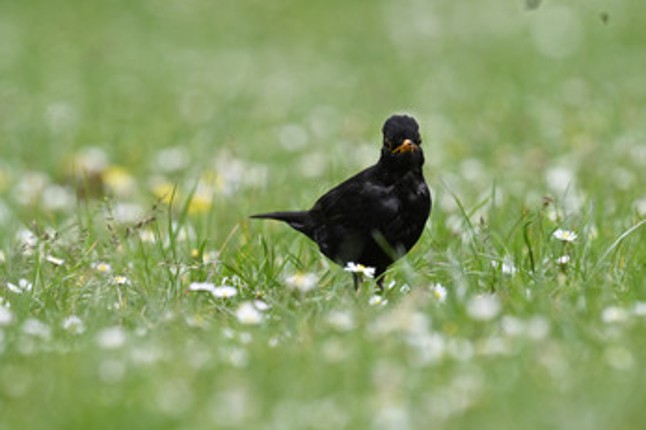 Birding Grounds screenshot