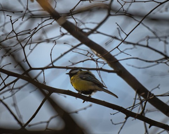 Birding Grounds screenshot