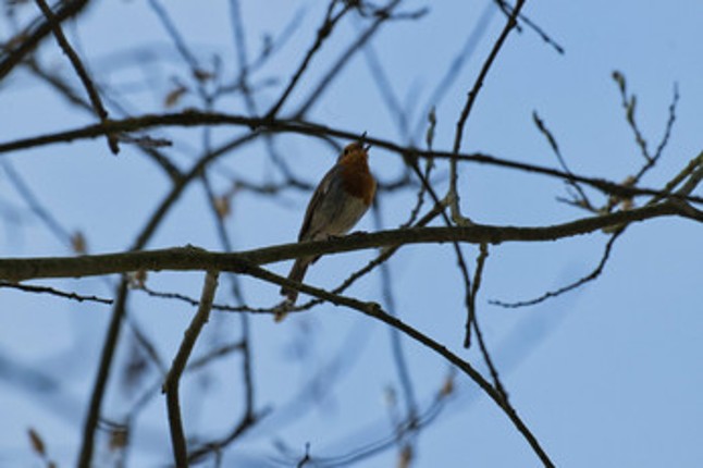 Birding Grounds Image