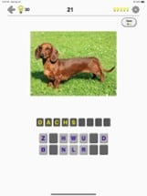 Dogs Quiz: Photos of Cute Pets Image