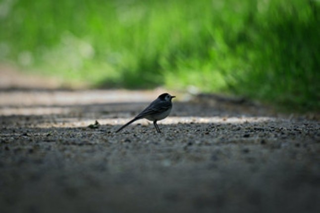 Birding Grounds screenshot