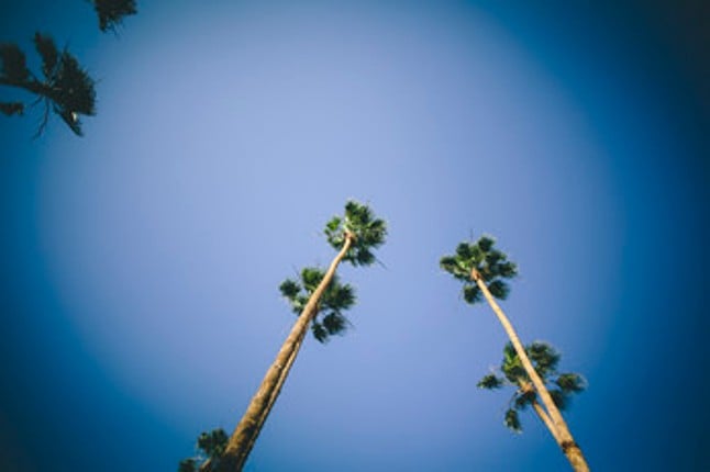 #ArtReference - Pack 04 - Palm Trees Every Day screenshot