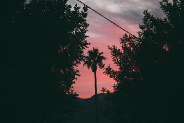 #ArtReference - Pack 04 - Palm Trees Every Day screenshot