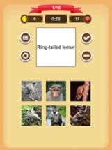 Monkeys - Quiz Image