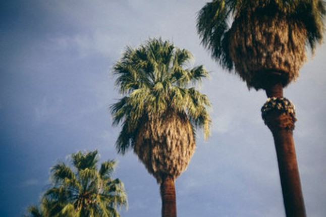 #ArtReference - Pack 04 - Palm Trees Every Day Image