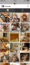 Pet Parade: Cutest Dogs &amp; Cats Image