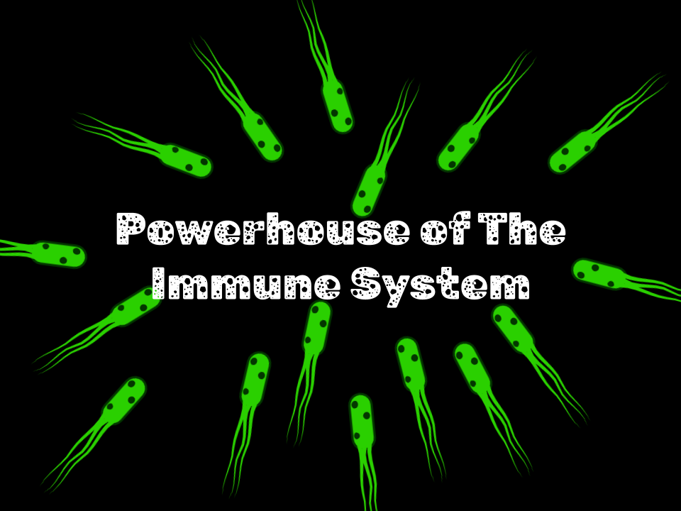 Games like Powerhouse of The Immune System