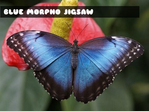 Games like Blue Morpho Butterfly Jigsaw