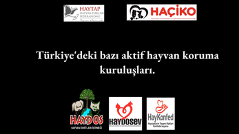 Arayış screenshot