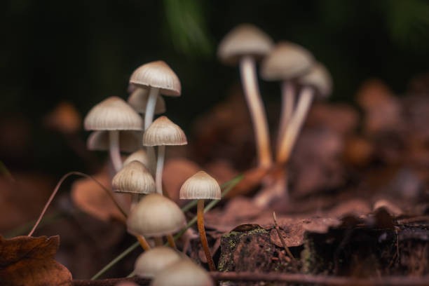 Games like The Might Of Mushrooms