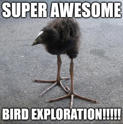 Super Awesome Bird Exploration!!!!! Image