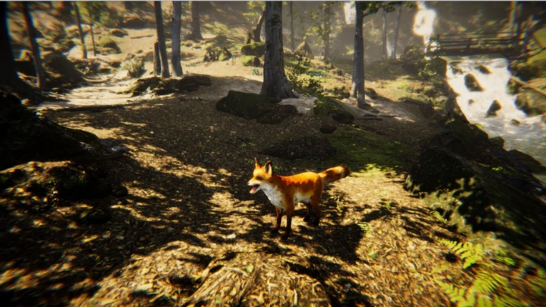 Animal Image